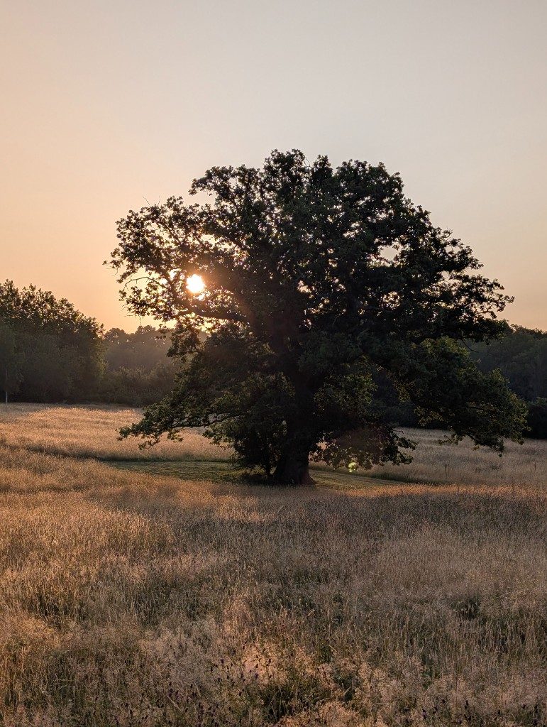 Oak tree in tall golden grass at sunset, Laughton Lodge
